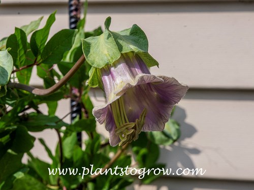 Cup and Saucer Plant (Cobaea scandens)
A picture of a down facing flower with the cup formed by the fused petals and saucer by the calyx.